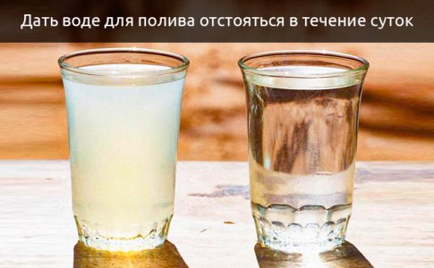 otstoyanaya-voda__ZwsHNKNGJ2qRNEVh.jpg