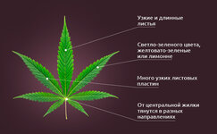 Sativa__JTu9oqz9KvotYwC9.jpg