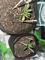 IMG_3516.jpeg