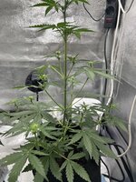 IMG_3341.jpeg