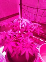 IMG_20251202_061717.jpg