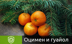 ocimen-i-guajol__IPRxIt386VuZgczB.jpg