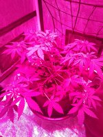 IMG_20251204_062944.jpg