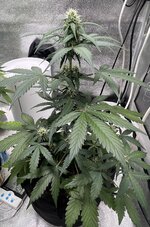 IMG_3395.jpeg