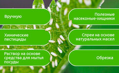 Borba-s-tlej-na-kustah-konopli__yinPPwWJmlKBLD5p.jpg