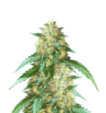 1766828622445.png