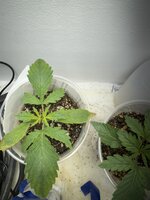 IMG_4757.jpeg