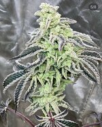 IMG_3421.jpeg