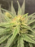 IMG_1003.jpeg