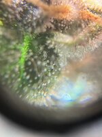 IMG_6691.jpeg