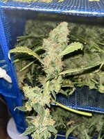 6 — копия — копия.JPG