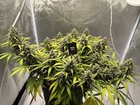 Пробуем КБД сорт Apple Betty