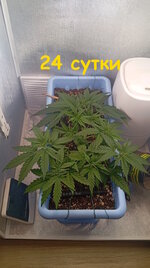 24 сут (2).jpg