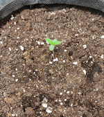 crop_7741686214260566337.png