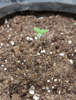 crop_2553225204074307436.png
