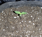 crop_269467094971023912.png