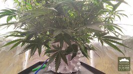 2026-10-01_acid-rain-01_veg-w06d45_full_03.jpg