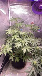 IMG_7044.jpeg