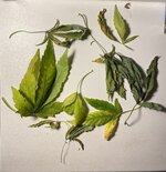 IMG_4869.jpeg