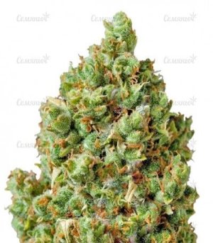 critical kush.jpg