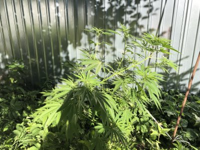 4209F4B9-05B4-41B9-99A2-98DA0230E090.jpeg