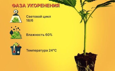 Укоренение клона конопли