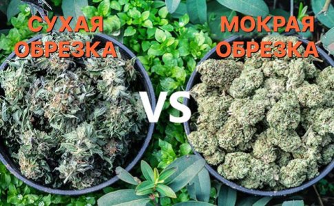 Мокрая и сухая обрезка шишек конопли Мокрая и сухая обрезка шишек конопли