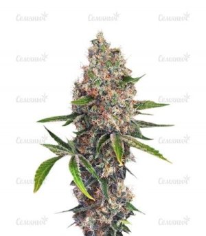 OG Kush.jpg OG Kush.jpg