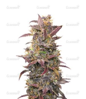 auto orange bud.jpg