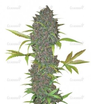 LSD-25 Auto.jpg