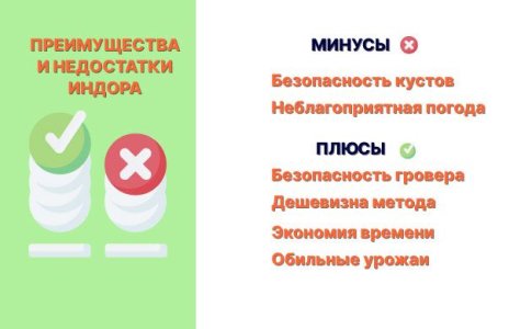 Преимущества и недостатки выращивания конопли в индоре