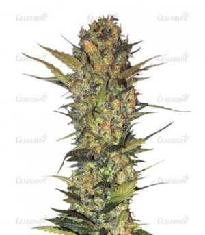 Lithium OG Kush.jpg
