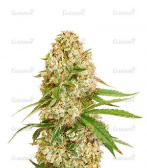 sort-Gorilla-Glue-4.jpg
