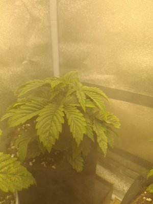 icq_photo_12_23_2022_08_28_14.794.jpg
