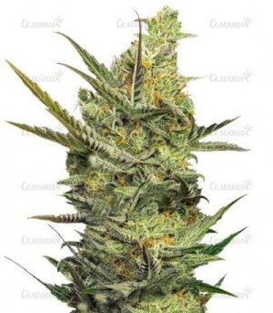 Gipsy Haze.jpg