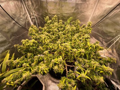 3EBBCAA3-5477-4028-B11E-8309DEB80763.jpeg