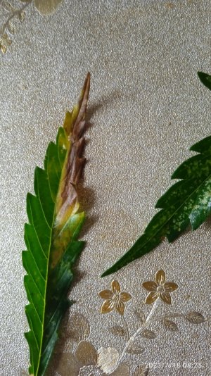 IMG_20230718_082533.jpg