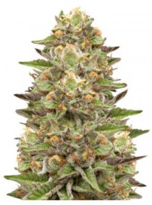 green gelaato.jpg