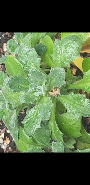 S31006-140819.png