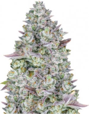 gorilla cookies auto.jpg