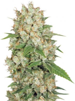ak 47.jpg