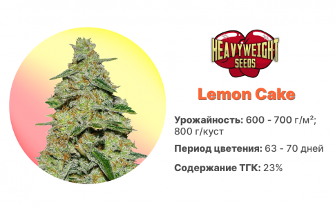 Lemon Cake
