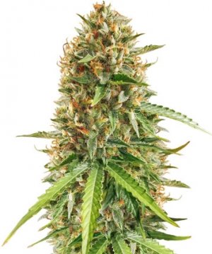 scout cookies.jpg