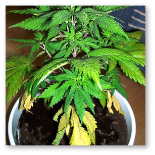 marihuana-nizhnie-listya-pozhelteli.jpg
